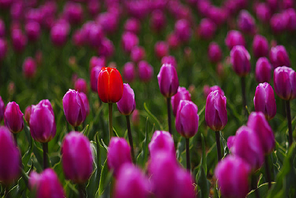 ������ĺ���