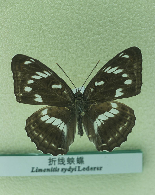 �����̵���д