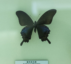 ��������걾