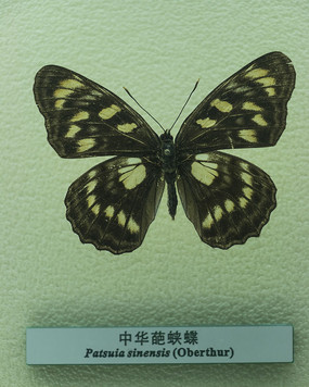 �л������