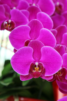 ��ɫ�ĺ�������