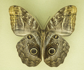 ��ɫèͷӥ����