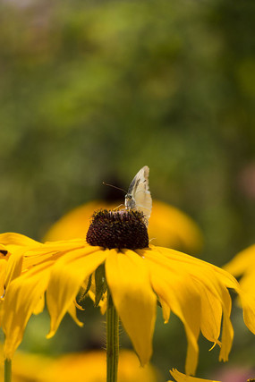 ���ջ���