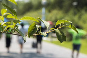 �����֦��