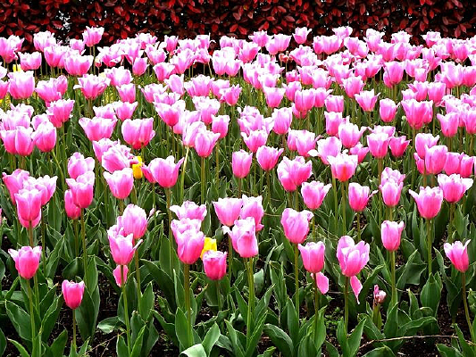 ��ɫ������