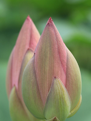 �����ֲ�