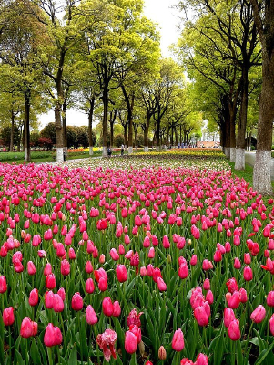 ��ɫ������