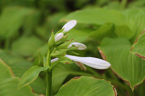 ��׵�������