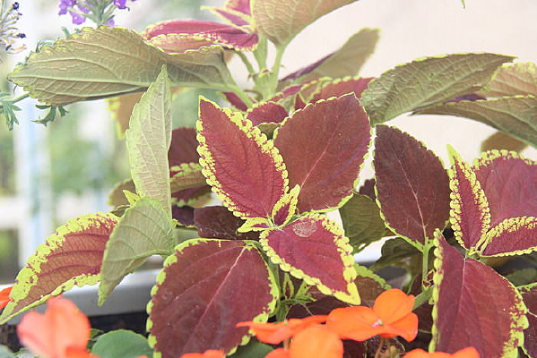 �������