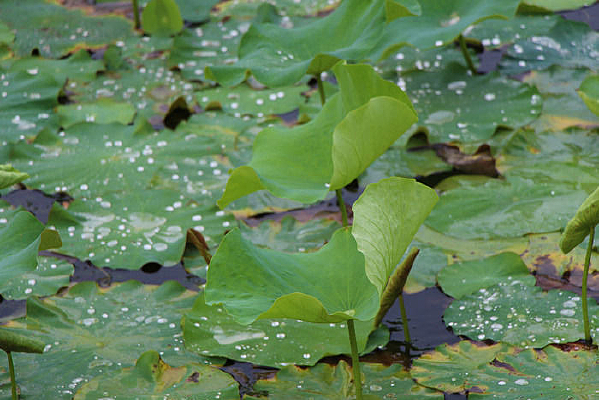 ��Ƭ�������ĺ�Ҷ