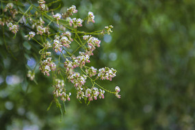 �����Ļ�֦