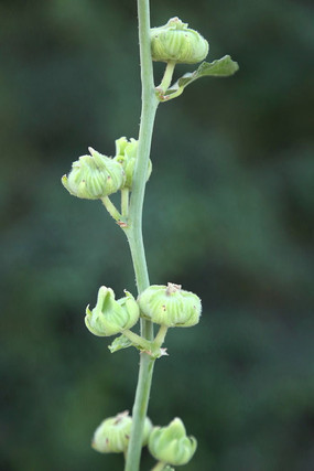 ܽ�ػ������ڽڸ�