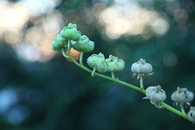 ܽ�ػ����ٻ����ڽڸ�