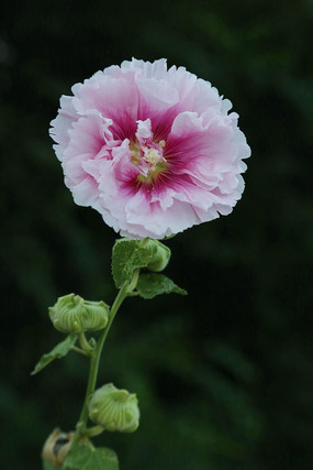 ܽ�ػ�ʢ���Ļ���