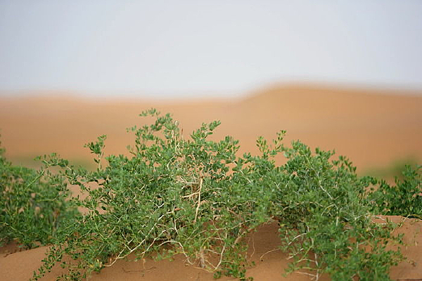 ɳĮ����ɫֲ��