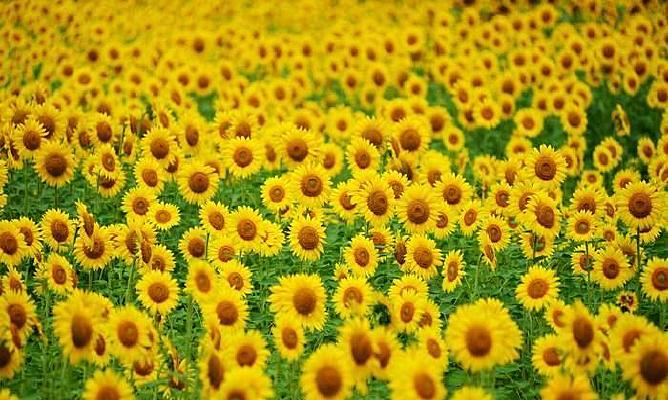 ʢ�������տ�