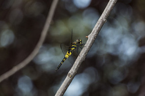 ��֦�ϵ�����