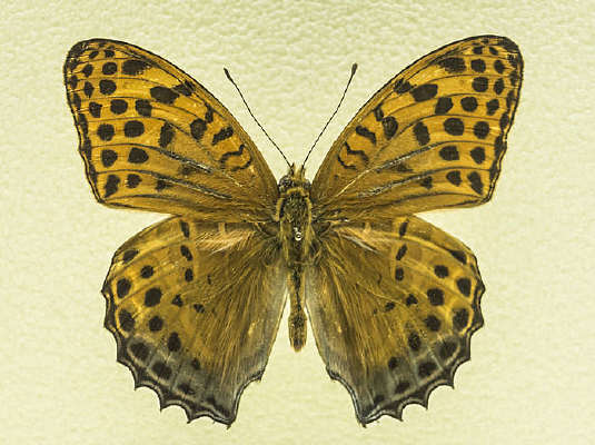 �����̵�