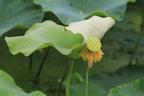 һƬ�����ĺ�Ҷ