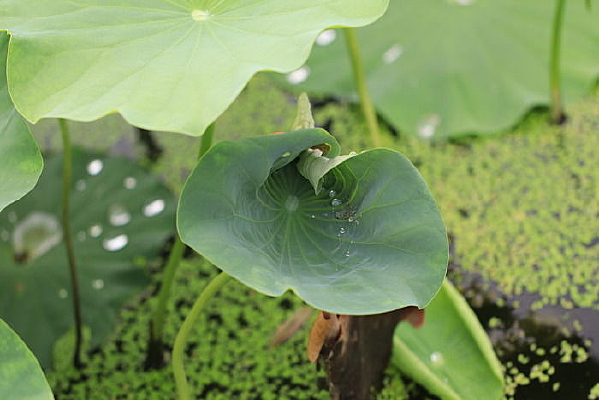 һƬ�����ĺ�Ҷ