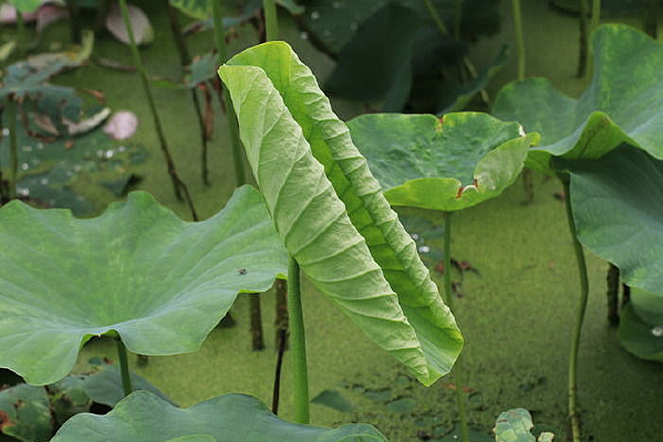 һ֦��Ҫ�ſ��ĺ�Ҷ