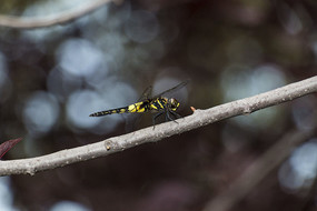 ��������֦