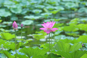 ���ŵĺɻ�����ͻ���