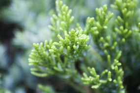 Ҷ����ѿ��Ҷֲ��