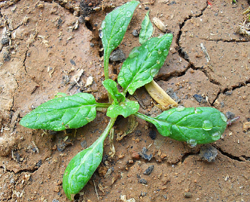 ������ֲ