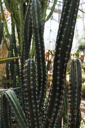 �������˰�