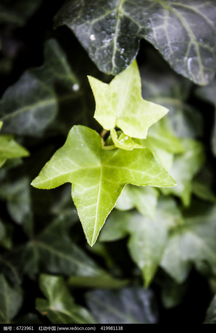 翠绿的滕蔓植物