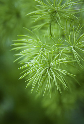 ���̵�����