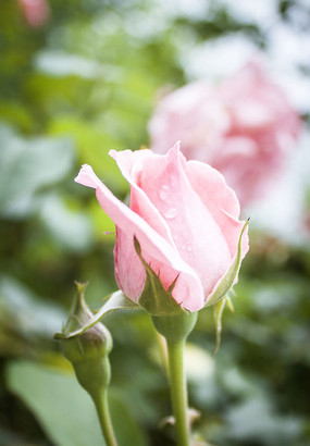 玫瑰花花苞高清图片下载_红动网