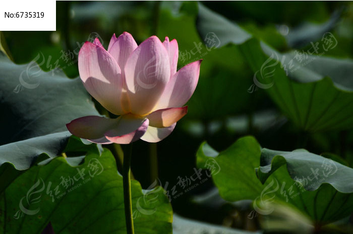 �ɻ��羰ͼƬͼƬ