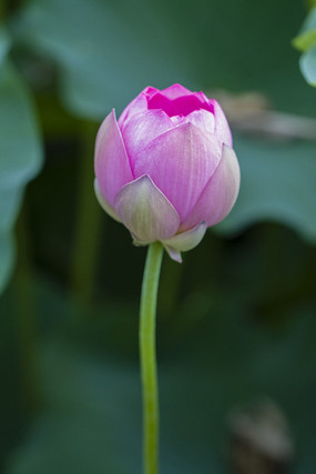 ���Ƕ���Ƭ