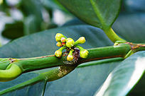 �����Ļ���