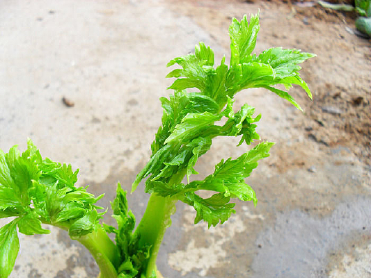 原创手绘小清新写实卡通一根新鲜的芹菜插画