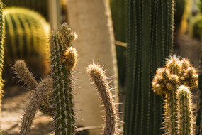 �������˰�