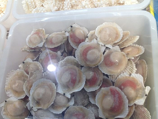 �����ȱ�