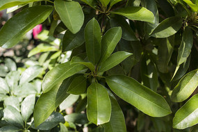 �ǽ���Ҷ����