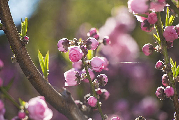 ��Ҷ÷������