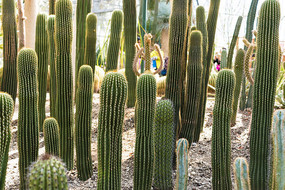 ���˰���