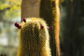 ���˰��Ļ���