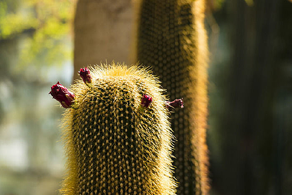 ���˰��Ļ���