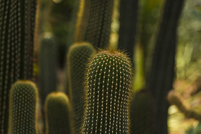 ���˰�����