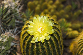 ���˰��뻨��