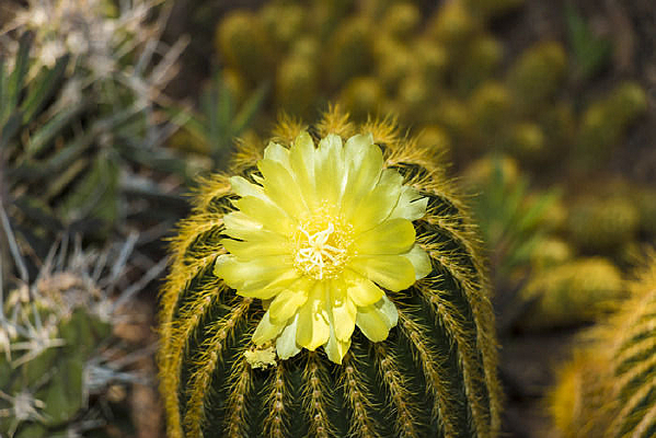 ���˰��뻨��