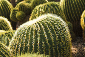 ��������д