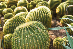 ������Զ��