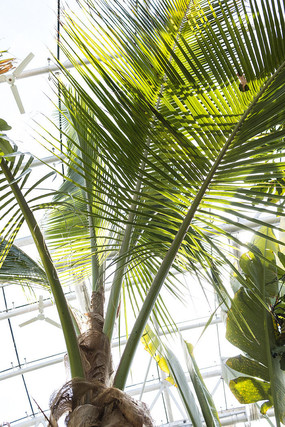 Ҭ�����ֲ�